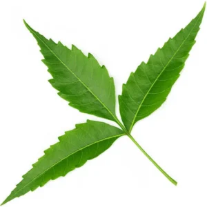 Neem Leaves