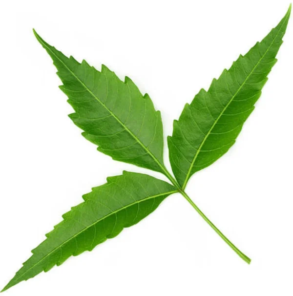 Neem Leaves