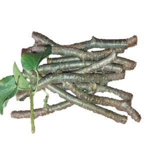 Giloy Stems