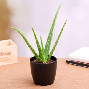 Aloe Vera Saplings