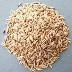 Paddy Seeds