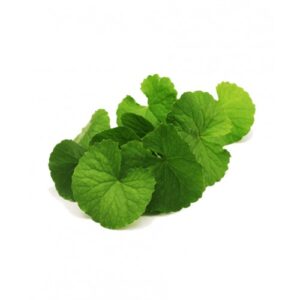 Brahmi Leaves
