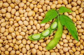 Normal Soyabean