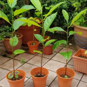 Fruit Saplings