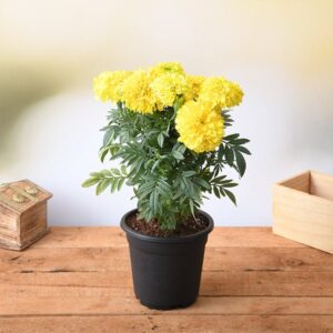 Marigold Seeds
