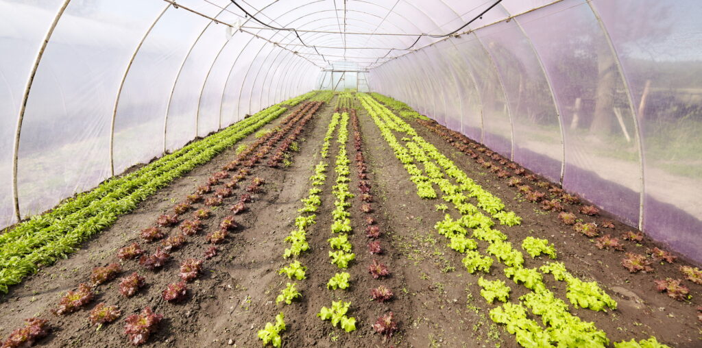 Organic vegetables grown in a foil tunnel.