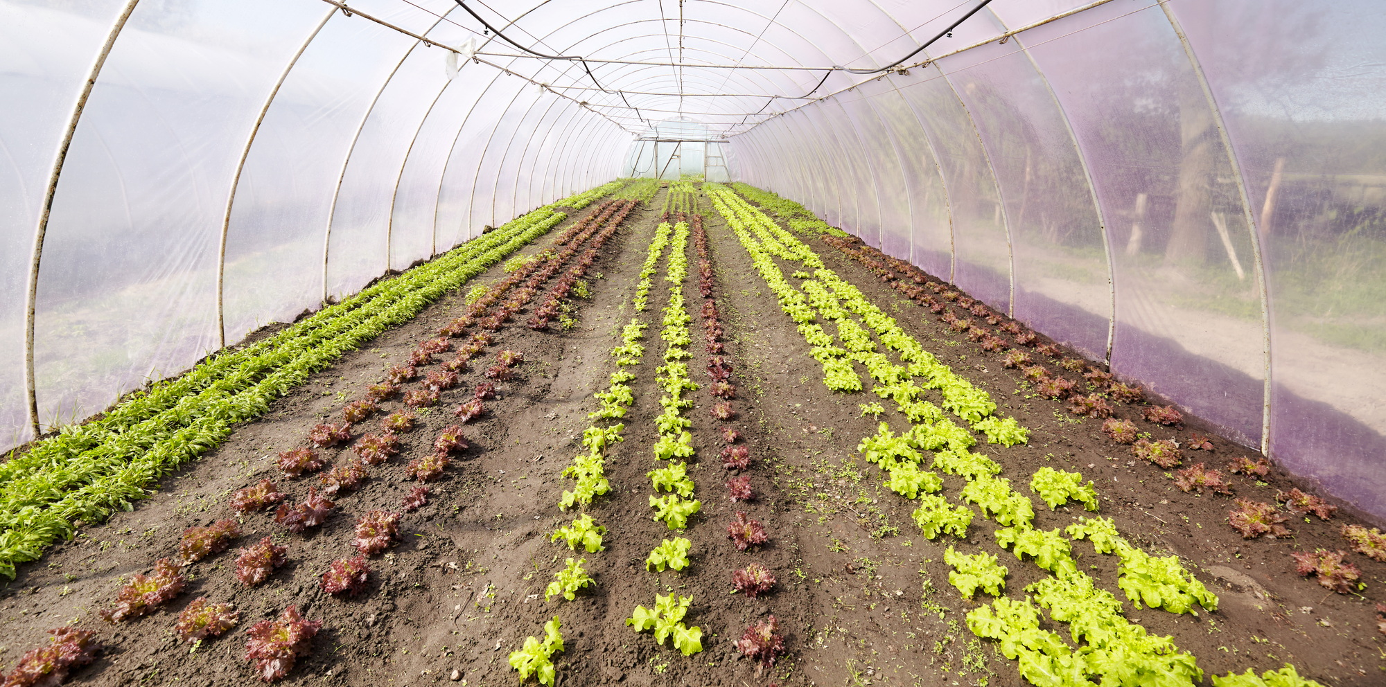 Organic vegetables grown in a foil tunnel.