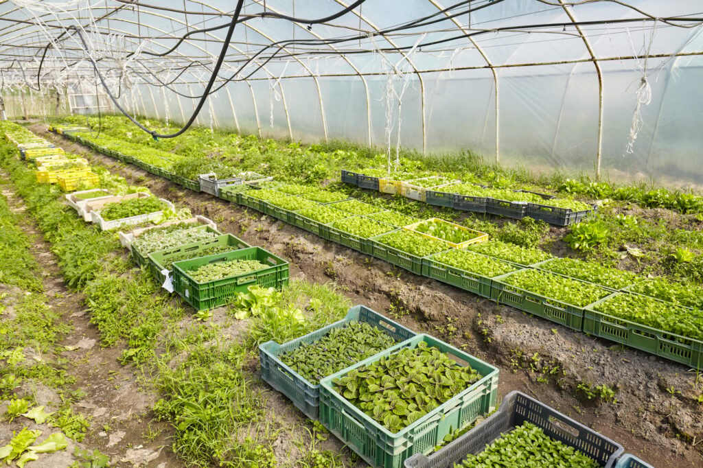 Organic vegetables grown in a foil tunnel.